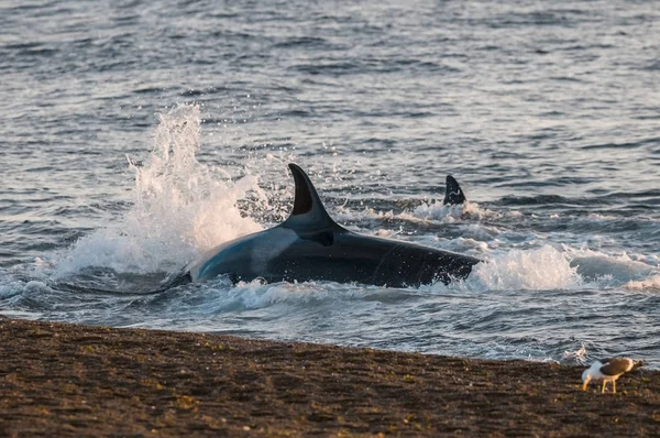 Orca Caccia Patagonia Argentina — Foto Stock