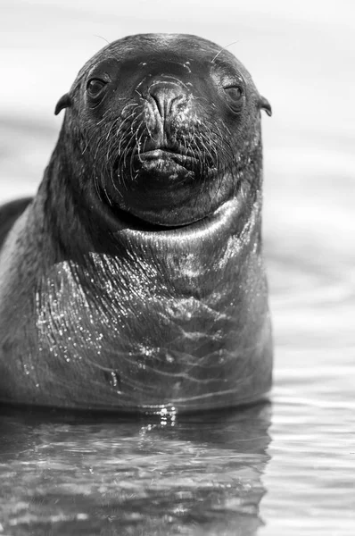 海狮宝宝 巴塔哥尼亚阿根廷 — 图库照片