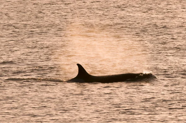 海洋景观与逆戟鲸 巴塔哥尼亚 阿根廷 — 图库照片