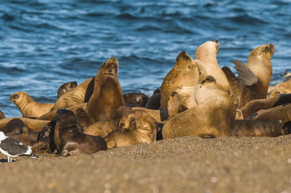 Sea Lion Colony Patagonia Argentina — Stock Photo, Image