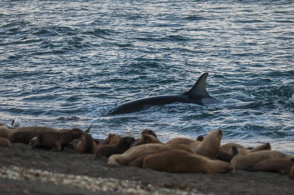Orca Polują Lwy Morskie Patagonia Argentyna — Zdjęcie stockowe