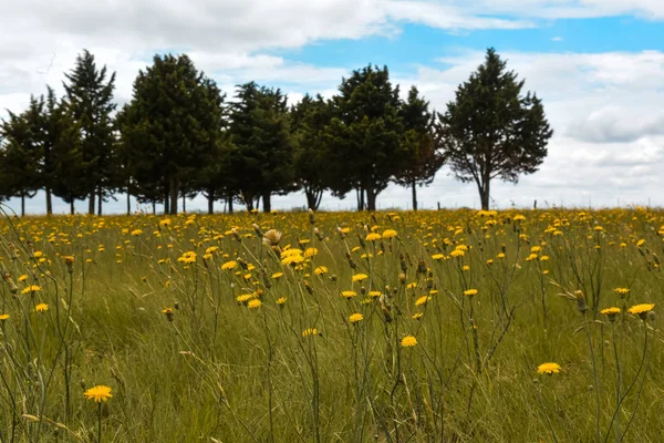 Flores Árvores Selvagens Patagônia — Fotografia de Stock