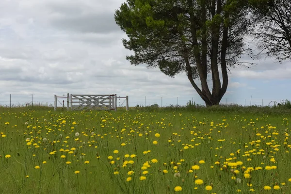 Paisagem Primavera Pampa Argentina — Fotografia de Stock