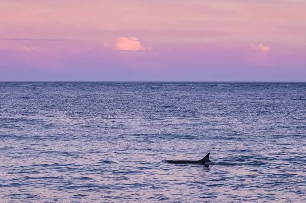 Hav Landskap Med Orca Patagonien Argentina — Stockfoto