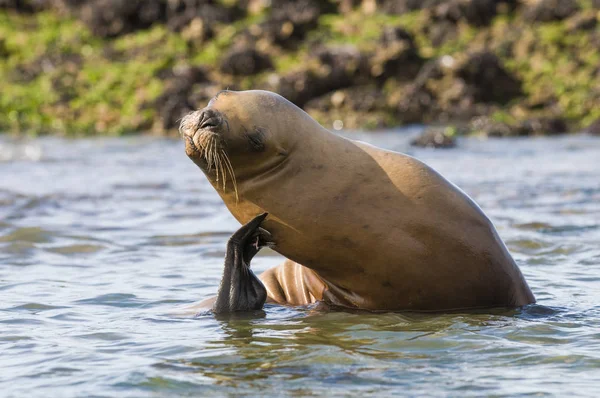 Seelöwe Patagonia Argentina — Stockfoto