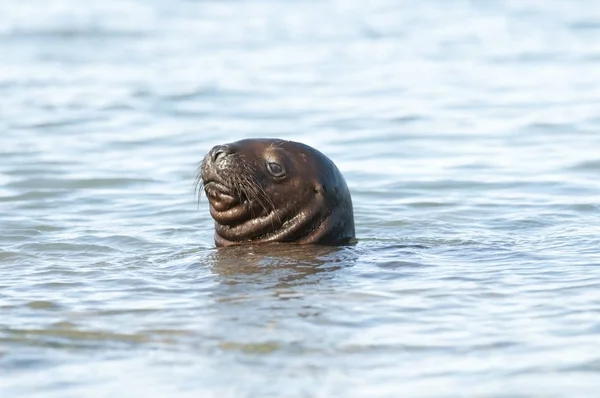 Filhote Cachorro Sea Lion Patagônia Argentina — Fotografia de Stock