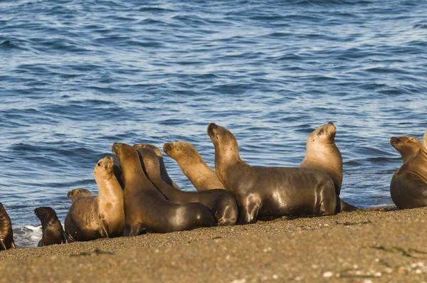 Hotel Sea Lion Kolonie Patagonia Argentina — Stock fotografie