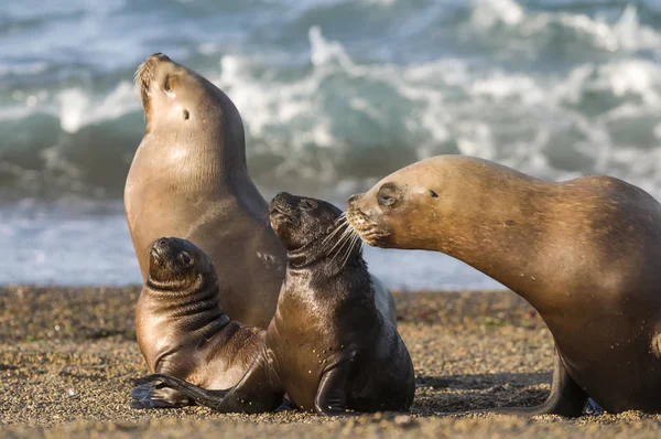 Mutter Und Baby Seelöwe Patagonien — Stockfoto