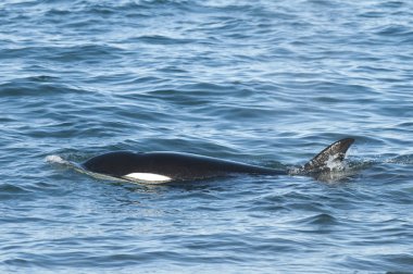 Katil balina avı deniz aslanları, Patagonia, Arjantin 