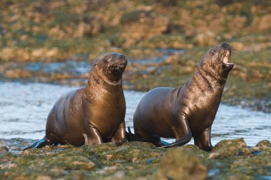 Patagonya Arjantin bir sahilde yürüyüş deniz aslanı yavrusu 
