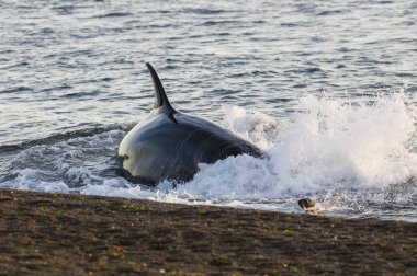Katil balina avı deniz aslanları, Patagonia, Arjantin 