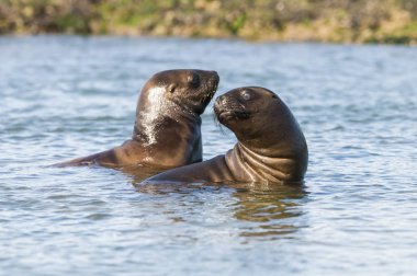 Sea Lion pups walking on a beach, Patagonia Argentina  clipart