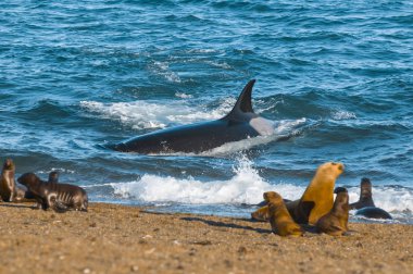 Katil balina avı deniz aslanları, Patagonia, Arjantin 