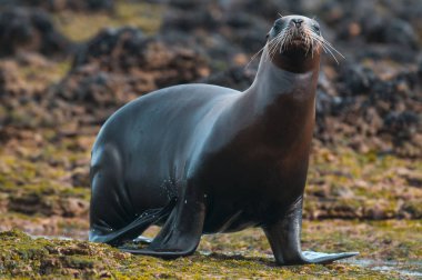 Anne ve bebek deniz aslanı, Patagonya