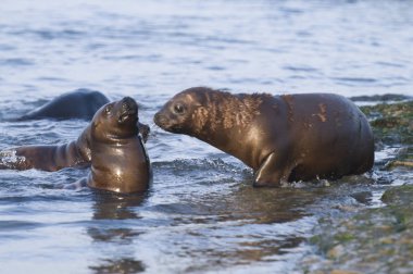 Patagonya Arjantin bir sahilde yürüyüş deniz aslanı yavrusu 
