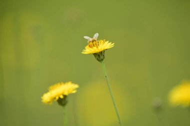 Vahşi bir çiçek, Patagonya arıya