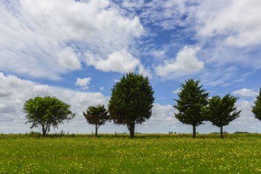 Vahşi çiçekler ve ağaçlar, Patagonya