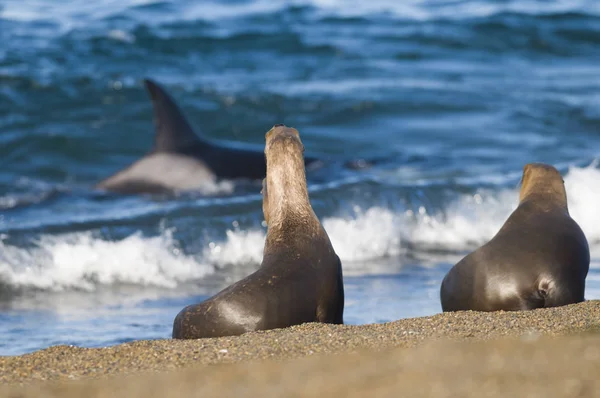 Orca Hunt Sea Lions Patagonia Argentina — стоковое фото