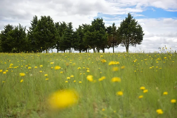 Frühlingslandschaft Pampa Argentinien — Stockfoto