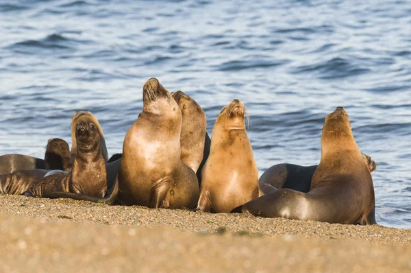 Hotel Sea Lion Kolonie Patagonia Argentina — Stock fotografie