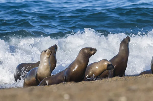 Sea Lion Kolonii Patagonia Argentyna — Zdjęcie stockowe