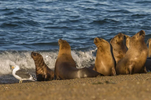 Sea Lion Kolonii Patagonia Argentyna — Zdjęcie stockowe