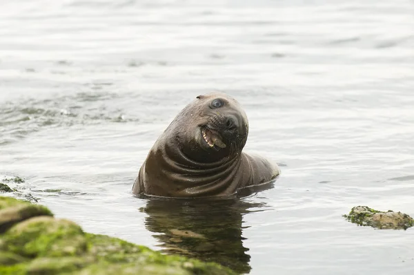 Cucciolo Leone Marino Patagonia Argentina — Foto Stock