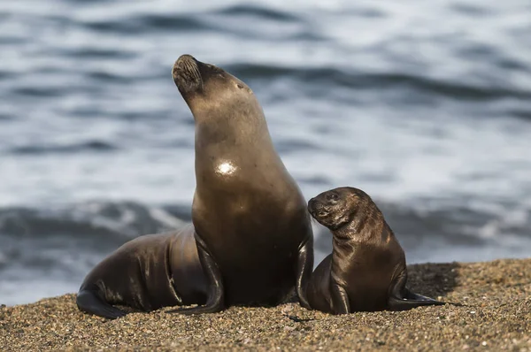 Mor Och Baby Sjölejon Patagonia — Stockfoto