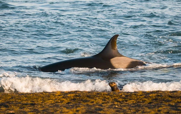 Orca Полювання Морських Левів Патагонії Аргентина — стокове фото