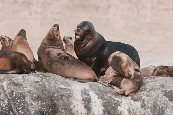 Colonia Lobos Marinos Patagonia Argentina — Foto de Stock