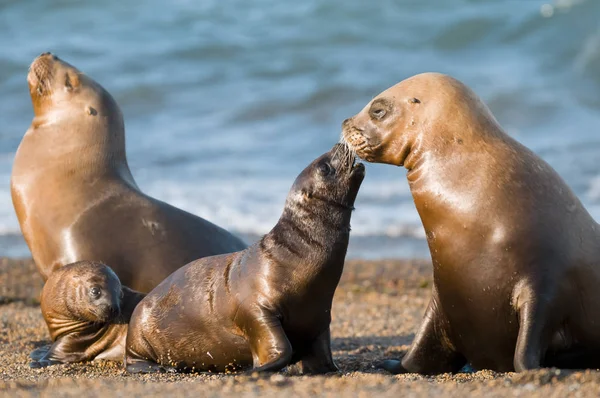 Mor Och Baby Sjölejon Patagonia — Stockfoto