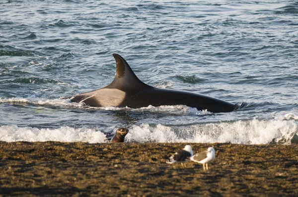 Orca Полювання Морських Левів Патагонії Аргентина — стокове фото