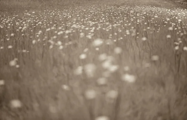 アルゼンチン パタゴニアの野生の花の背景 — ストック写真