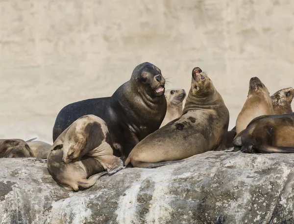 Otaries Reposant Sur Plage — Photo