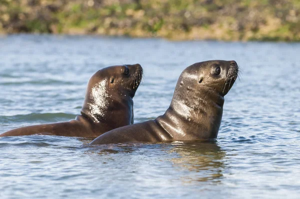 Cachorros León Marino Caminando Una Playa Patagonia Argentina — Foto de Stock