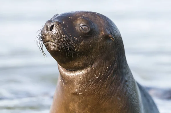 Zeeleeuw Pup Patagonië Argentinië — Stockfoto