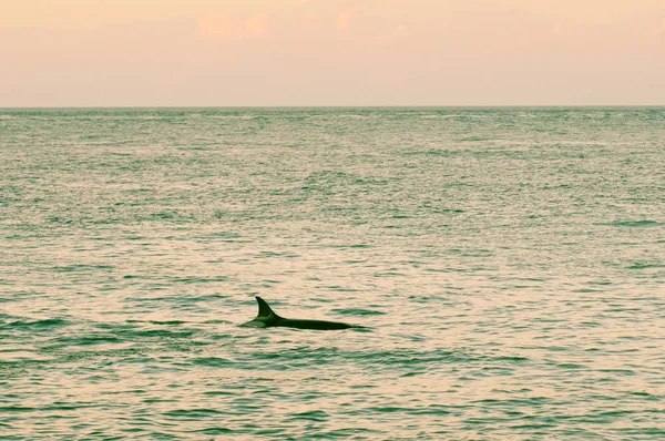 Orca Jaga Sjölejon Patagonien Argentina — Stockfoto