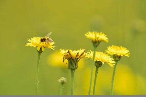 Biene Auf Einer Wildblume Patagonien — Stockfoto