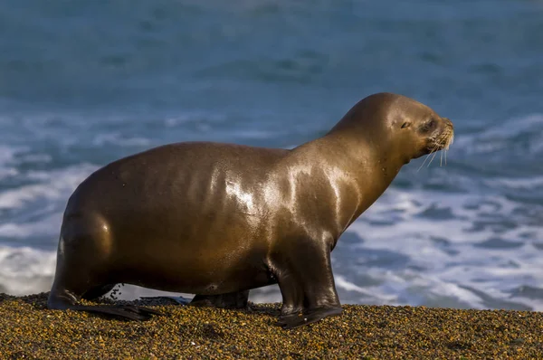 Moeder Zeeleeuw Patagonië — Stockfoto