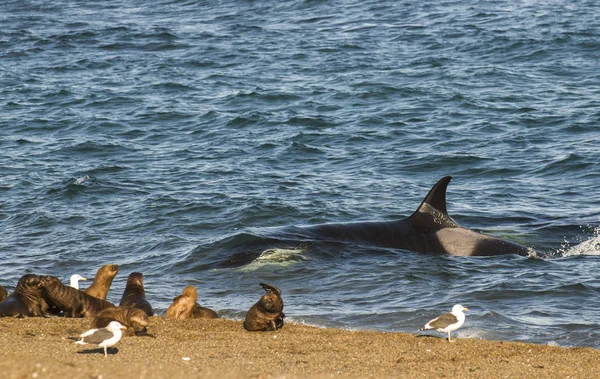 Orca Polują Lwy Morskie Patagonia Argentyna — Zdjęcie stockowe