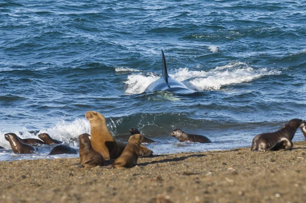 Orca Полювання Морських Левів Патагонії Аргентина — стокове фото