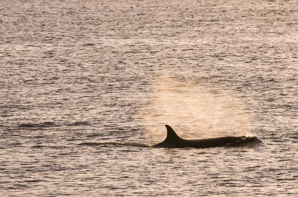 Orca Jaga Sjölejon Patagonien Argentina — Stockfoto