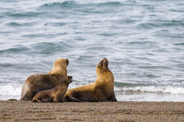 Madre Bebé Lobo Marino Patagonia — Foto de Stock