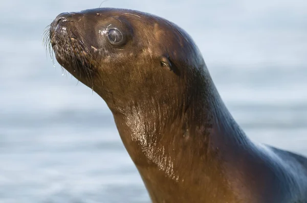 Cucciolo Leone Marino Patagonia Argentina — Foto Stock