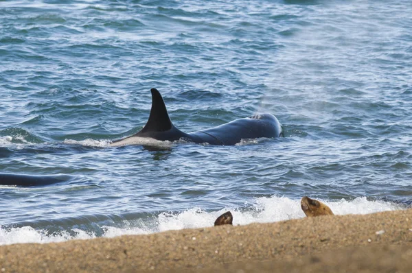 Orca attacking sea lions, Patagonia Argentina