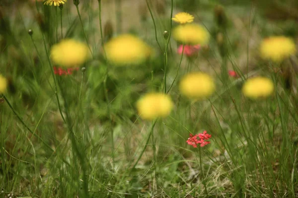 野生花卉背景在巴塔哥尼亚 阿根廷 — 图库照片