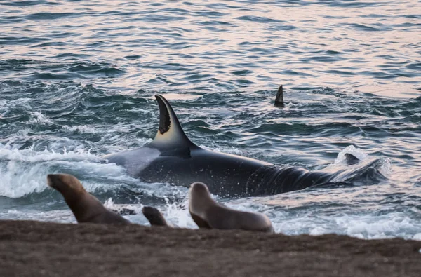 Orca attacking sea lions, Patagonia Argentina