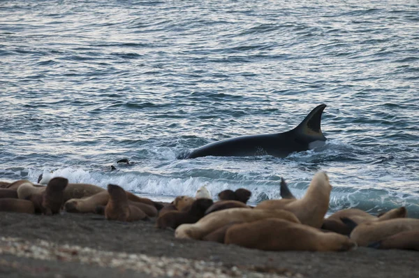 Orca attacking sea lions, Patagonia Argentina