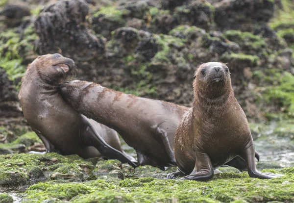 Cachorros León Marino Caminando Una Playa Patagonia Argentina —  Fotos de Stock