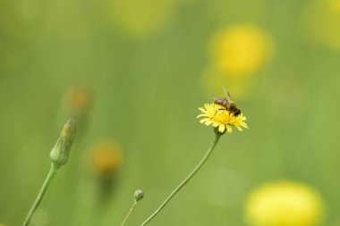 Vahşi bir çiçek, Patagonya arıya